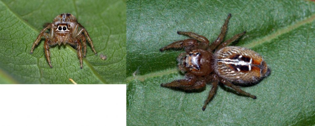 Thyene imperialis - Montalto Uffugo (CS)